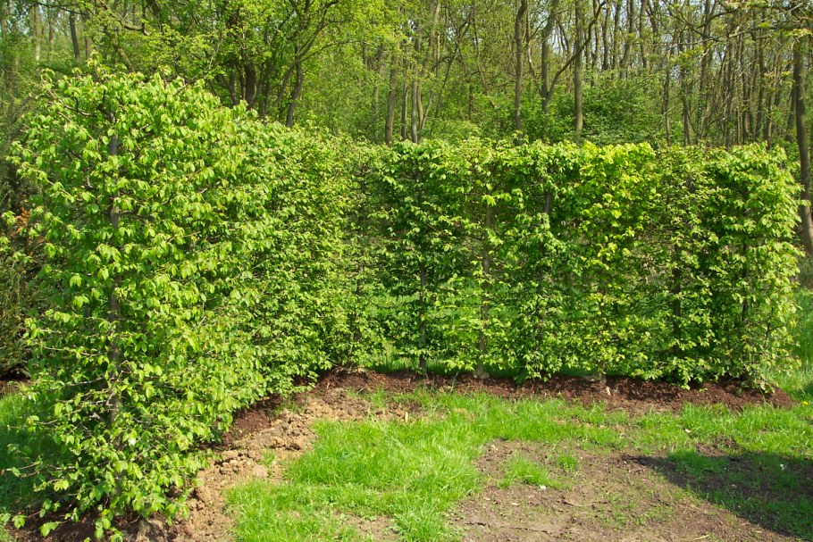 Боярышник однопестичный Живая изгородь