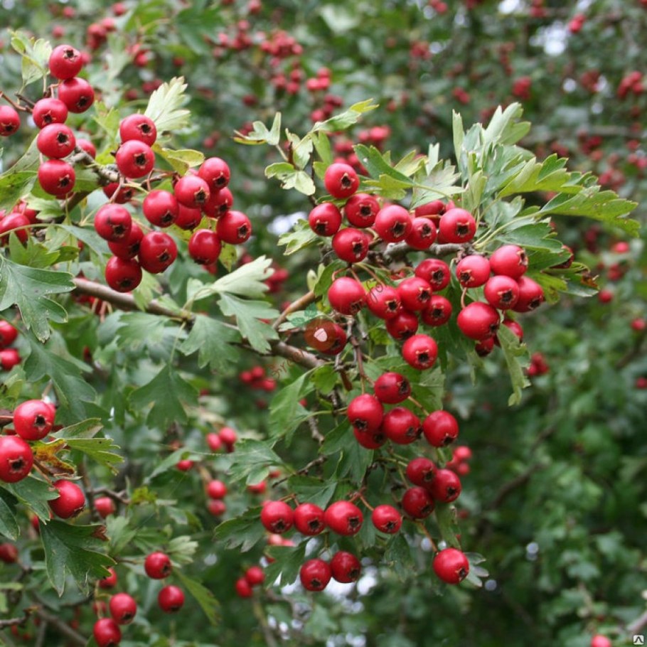 Боярышник (Боярка) однопестичный