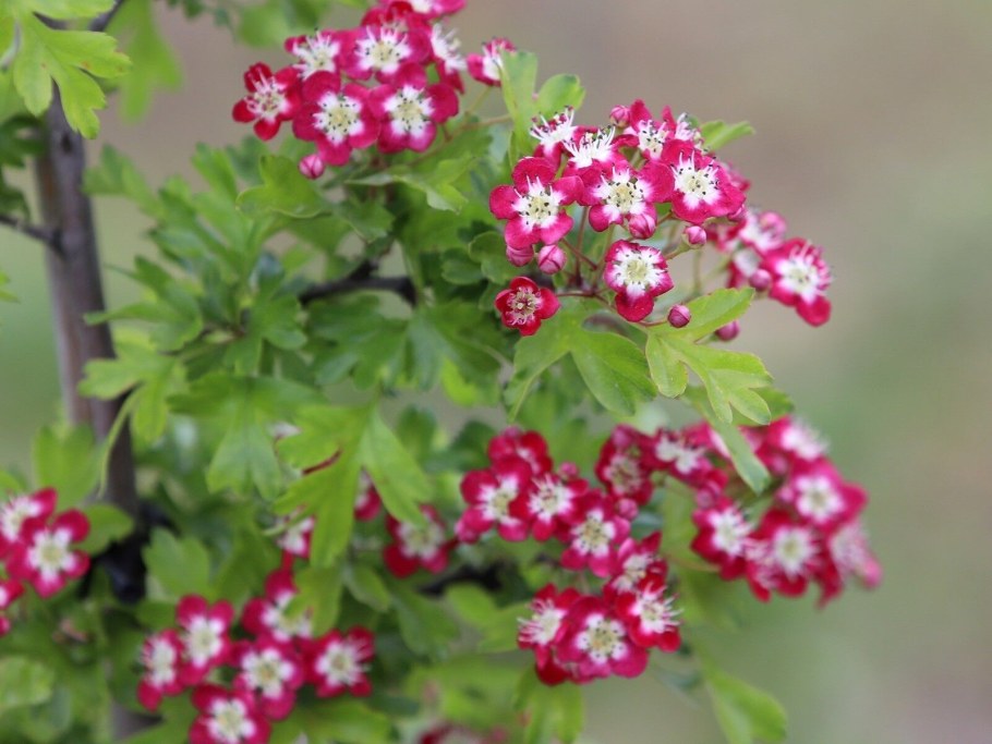 Боярышник однопестичный компакта