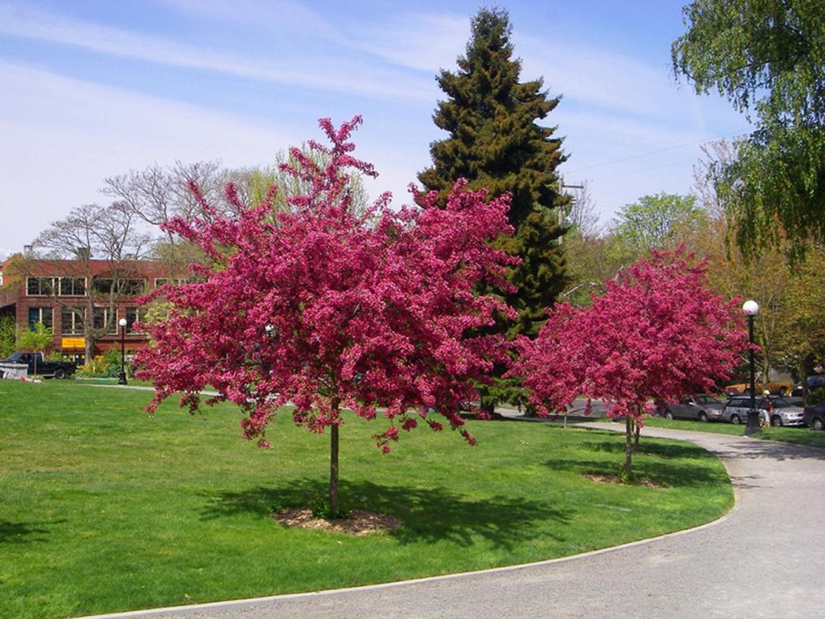 Боярышник Пауль Скарлет дерево