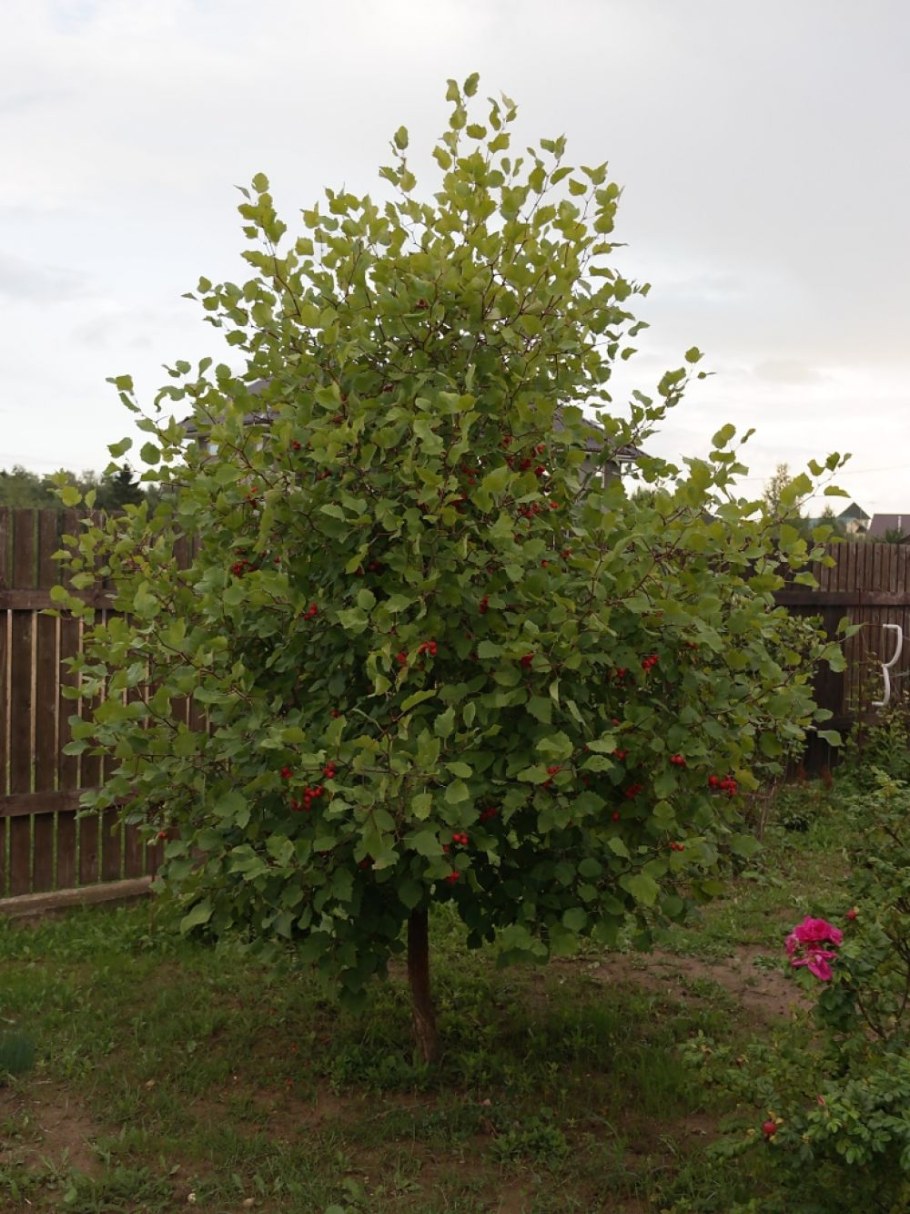 Боярышник мягковатый