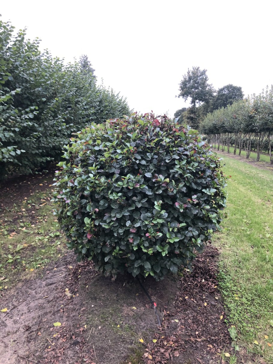 Боярышник сливолистный