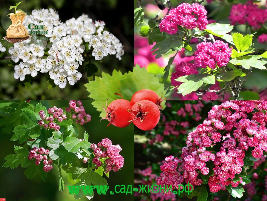 Боярышник однопестичный rubra Plena