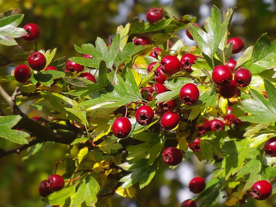 Боярышник (Crataegus)
