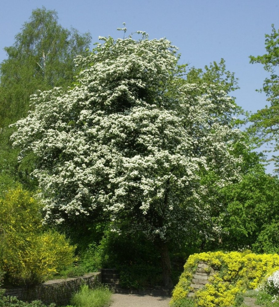 Боярышник однопестичный