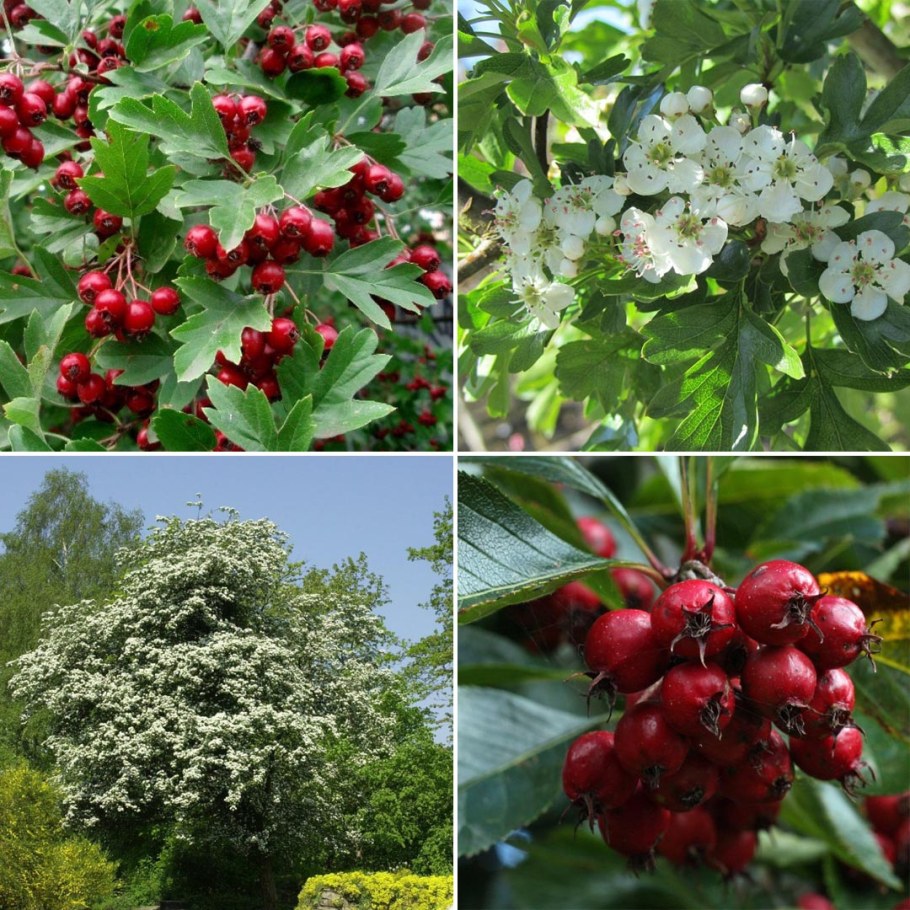 Боярышник однопестичный