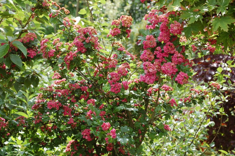 Боярышник однопестичный rubra Plena
