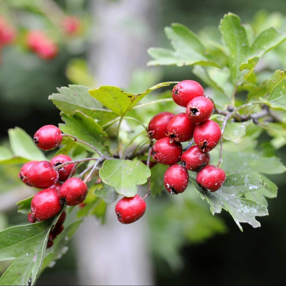 Боярышник однопестичный Crataegus