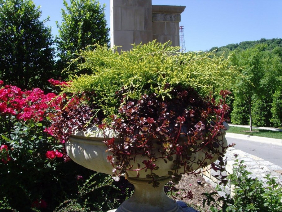 Боярышник однопестичный Живая изгородь