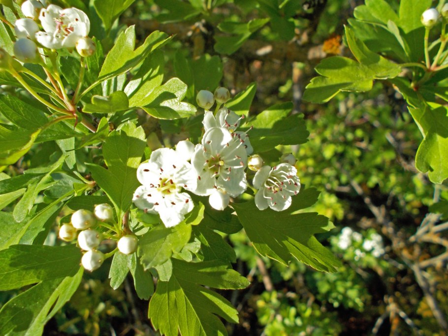Crataegus monogyna