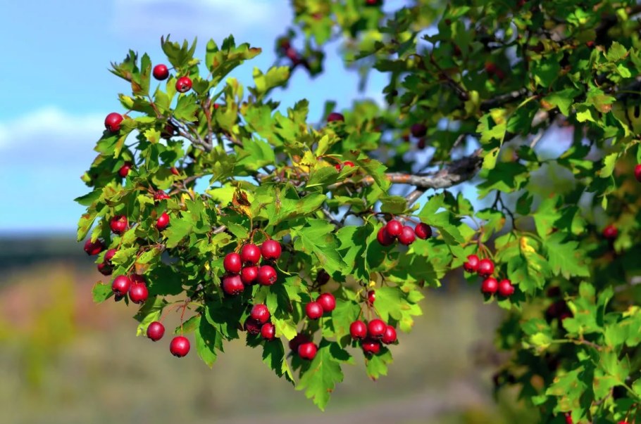 Боярышник (Crataegus)