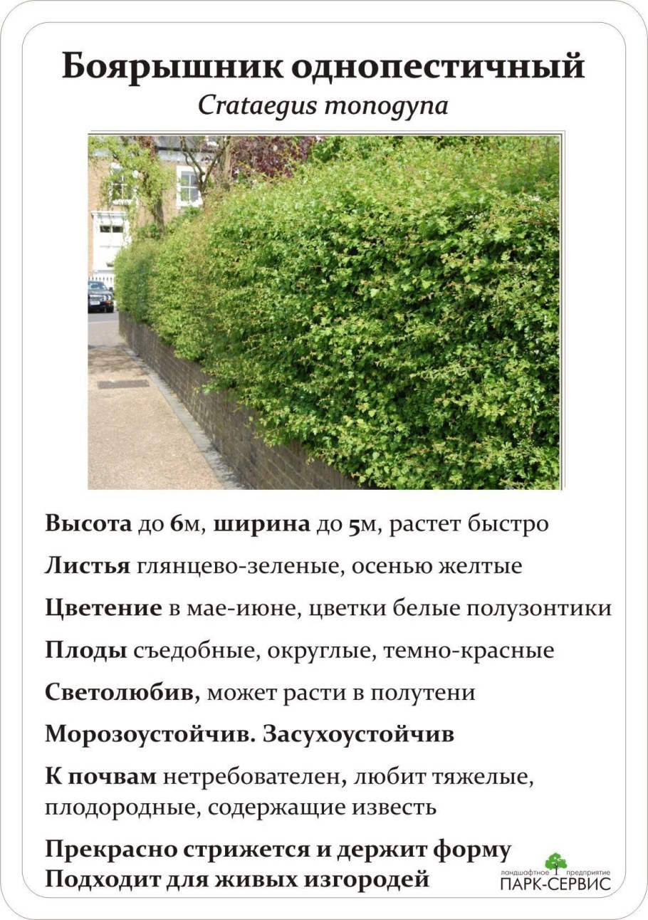 Боярышник однопестичный высота