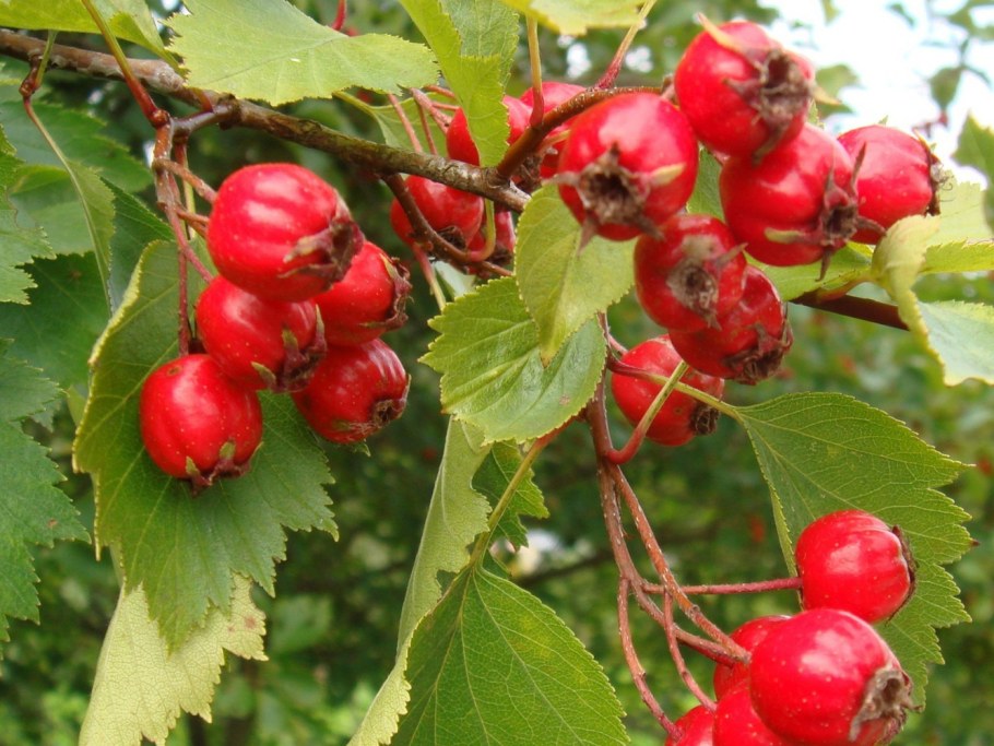 Боярышник кроваво-красный Crataegus sanguinea