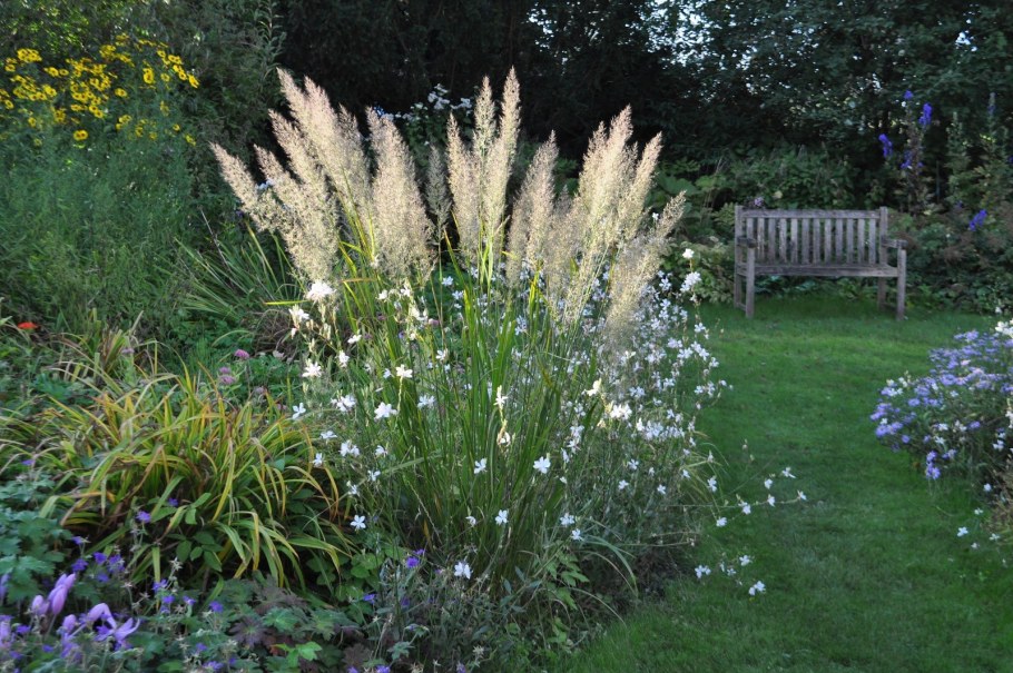 Вейник Calamagrostis brachytricha