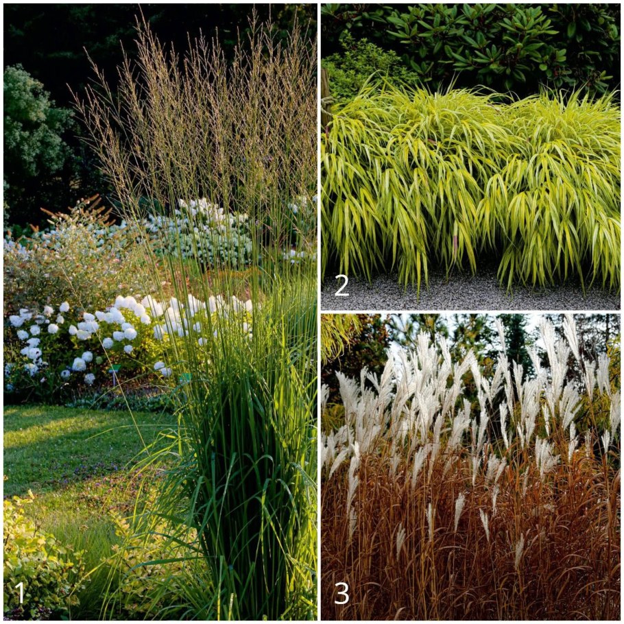 Вейник и молиния