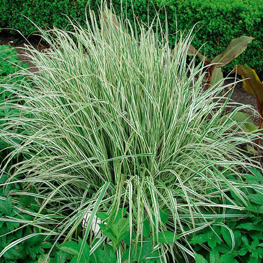 Вейник остроцветковый "Overdam" (Овердам)