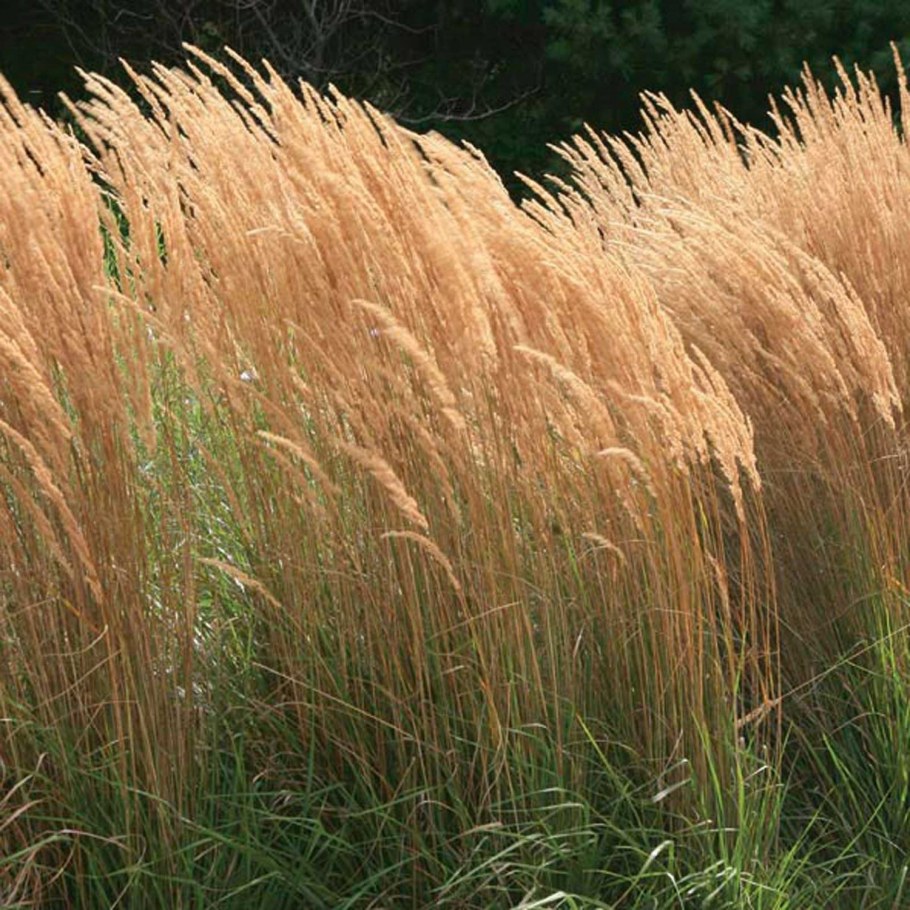 Вейник остроцветковый Karl Foerster