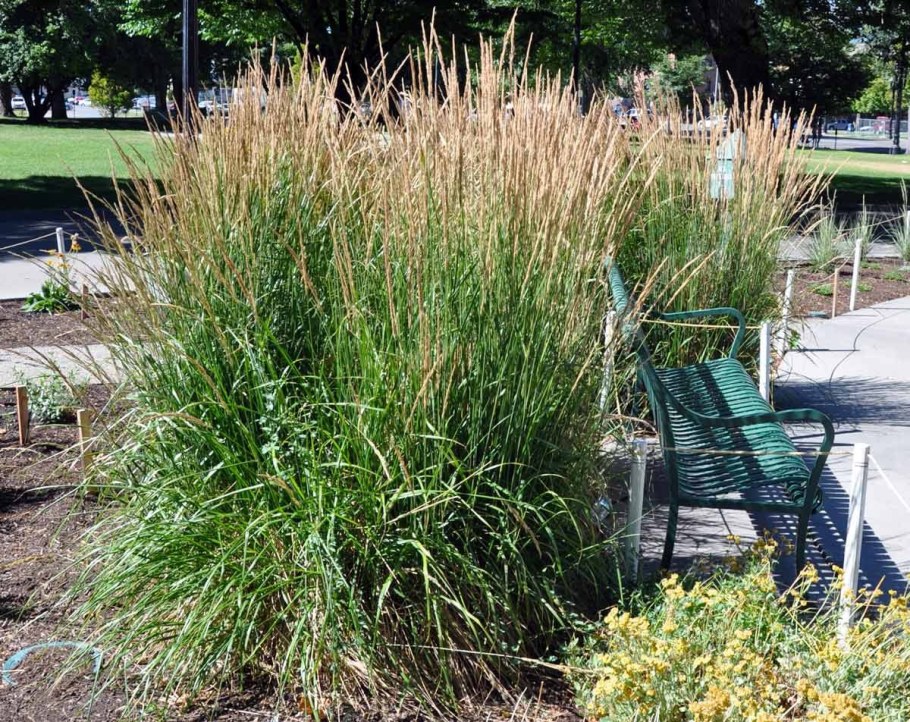 Карл Форестер Вейник в ландшафтном дизайне