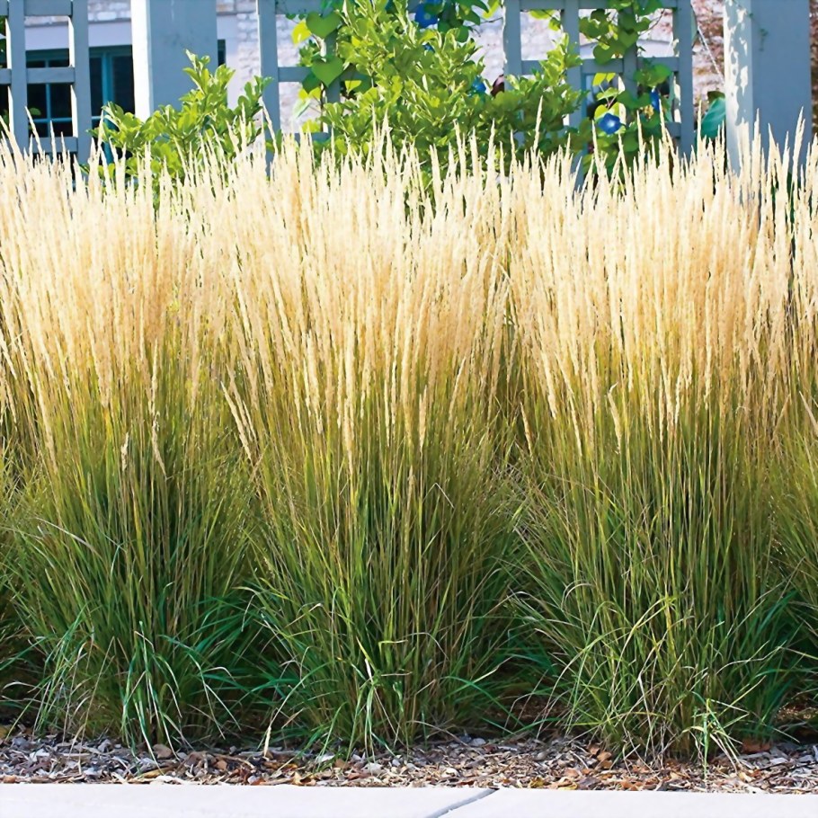 Вейник остроцветковый Карл фёрстер