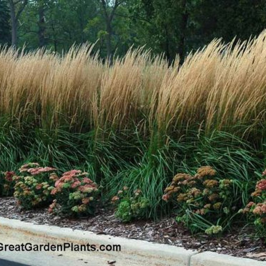 Вейник остроцветковый Карл Форстер