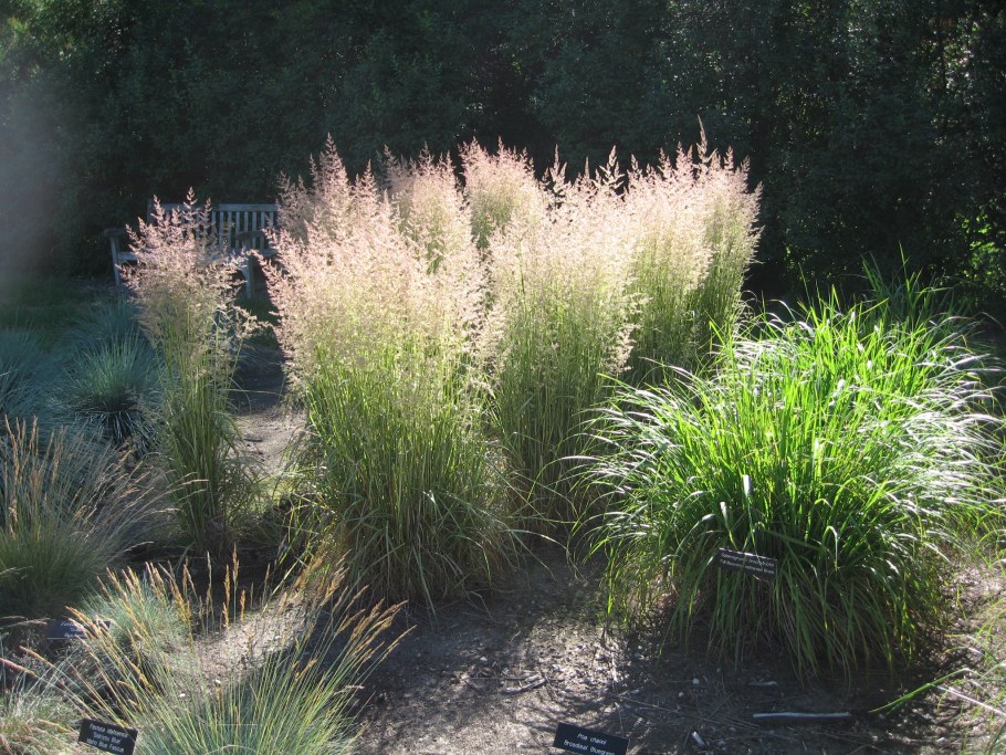 Вейник коротковолосистый brachytricha