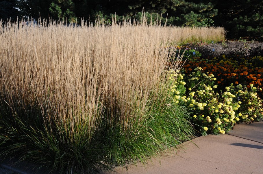 Мискантус китайский variegatus