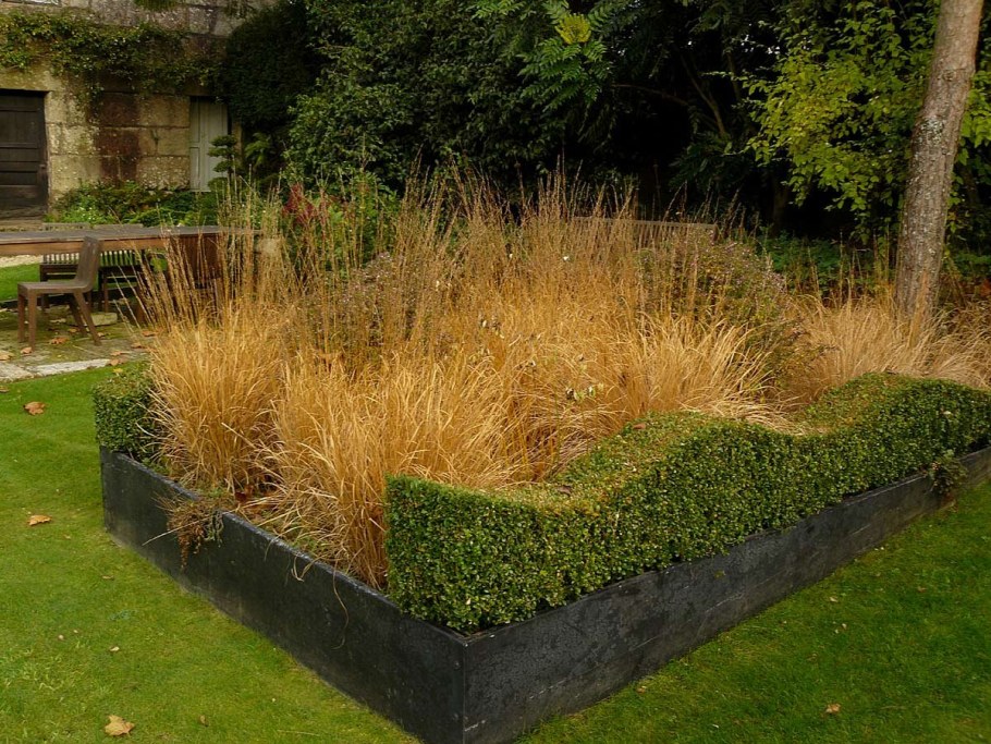 Вейник остроцветковый Карл Форстер