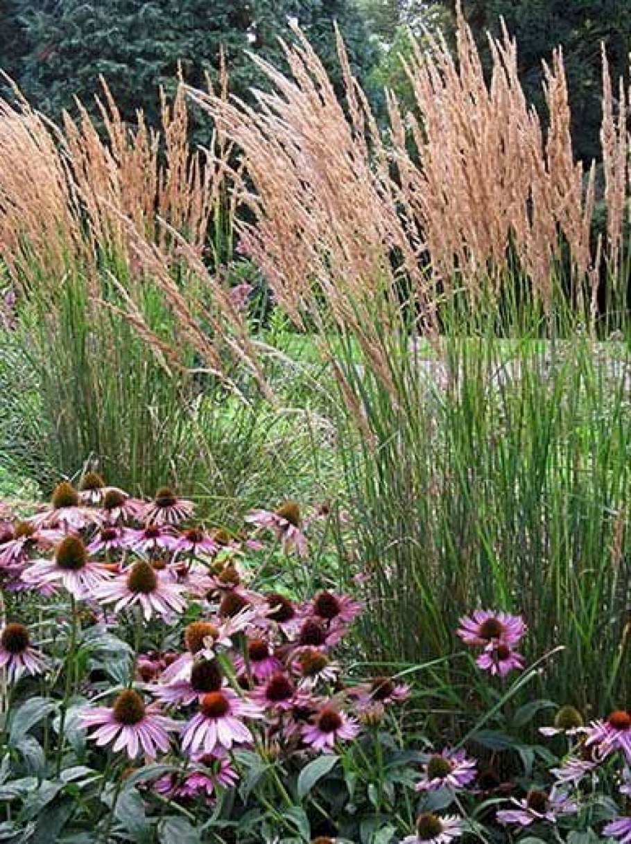 Вейник остроцветковый Карл Фостер