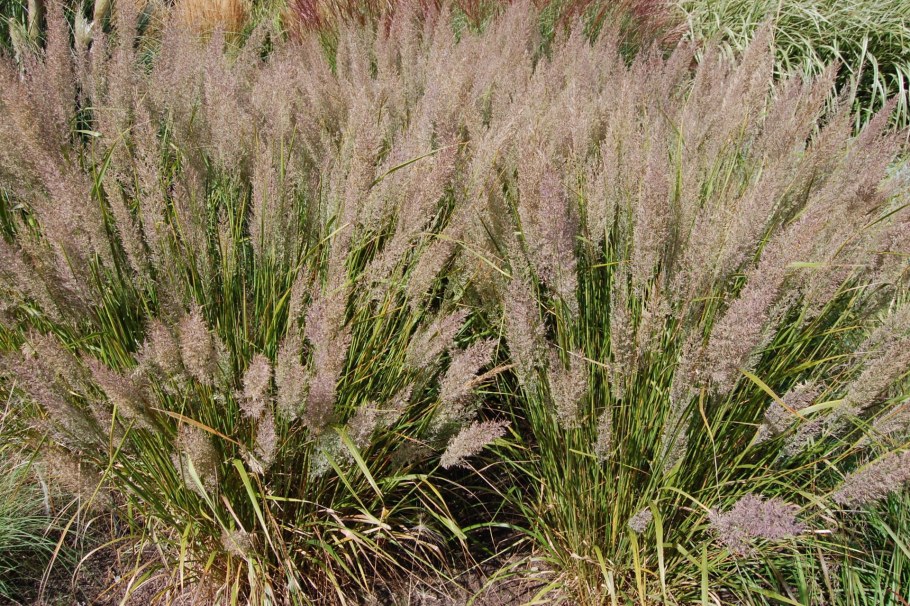 Вейник тростниковый (Calamagrostis arundinacea)