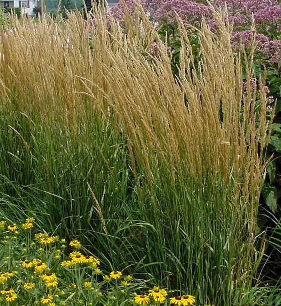 Вейник остроцветковый Карл Форстер