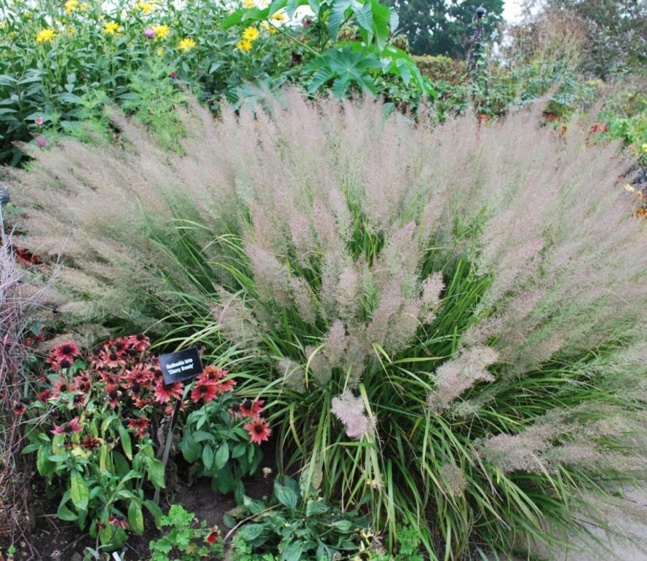 Вейник коротковолосистый (Calamagrostis arundinacea)