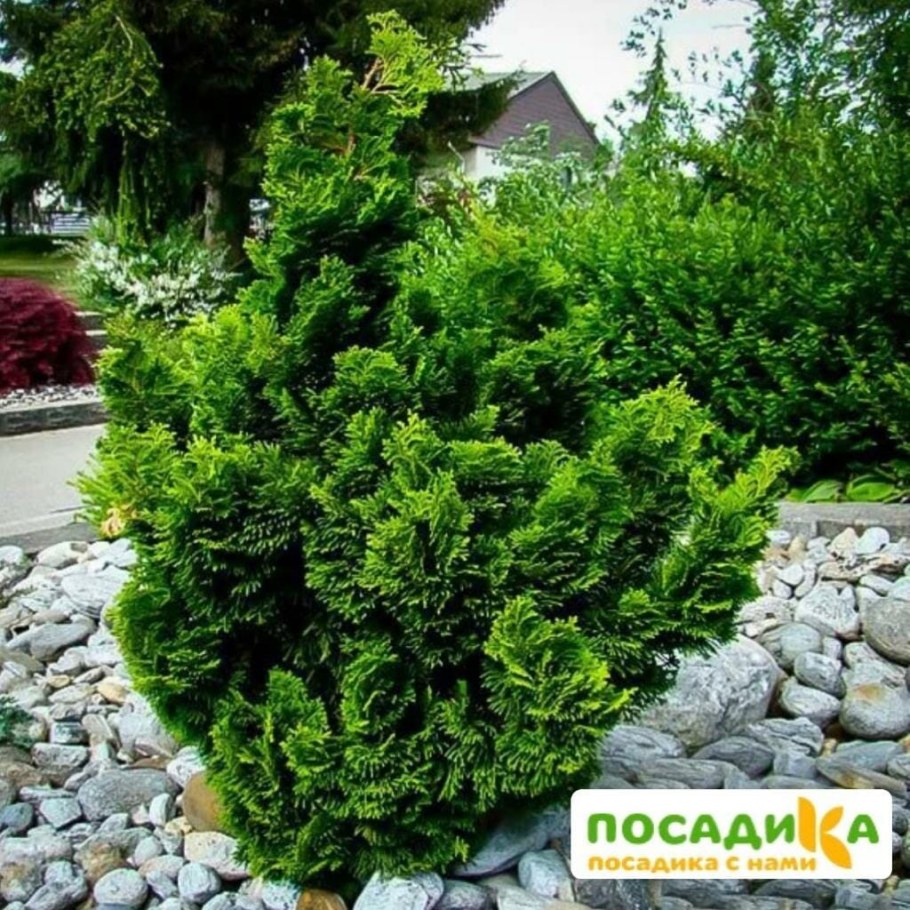 Кипарисовик туполистный Нана