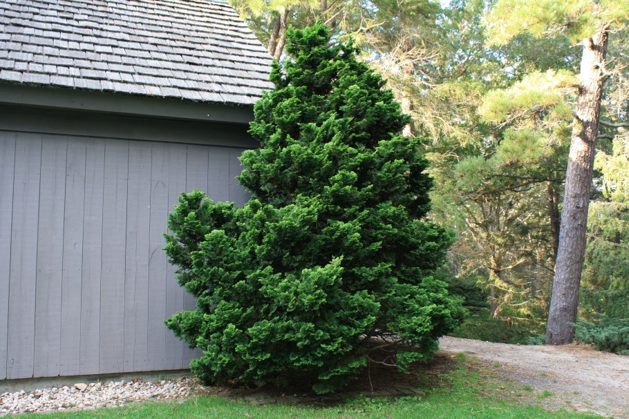 Кипарисовик Рашахиба