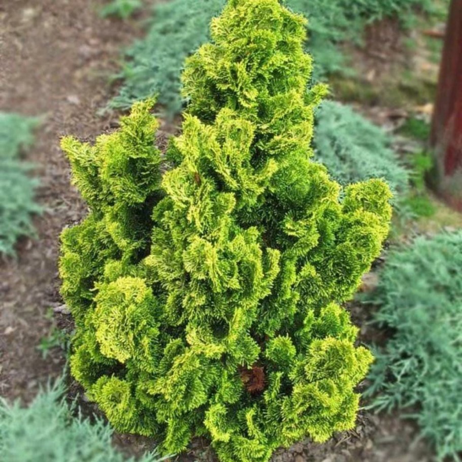 Кипарисовик Аврора