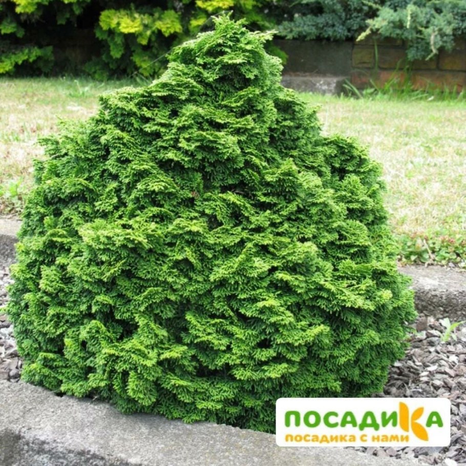 Chamaecyparis obtusa Nana gracilis