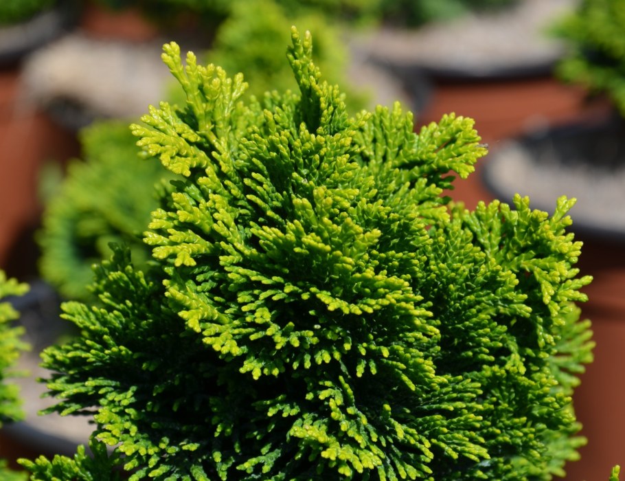 Кипарисовик Аврора