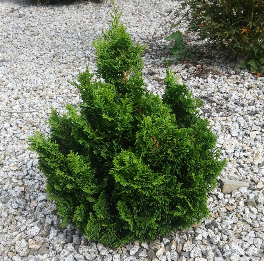 Кипарисовик Лавсона Нана