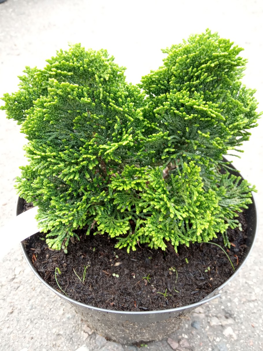 Кипарисовик Нана Грацилис