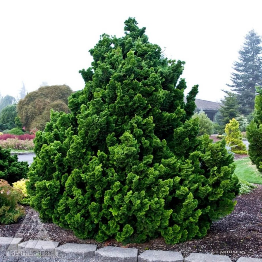 Кипарисовик туполистный Нана