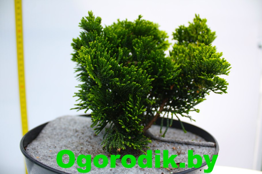 Кипарисовик туполистный Нана