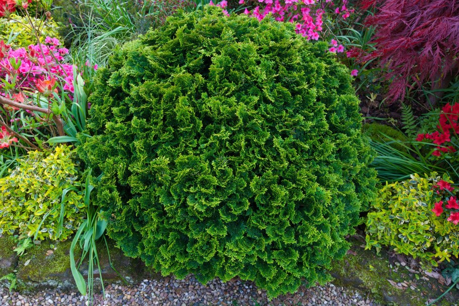 Кипарисовик Нана Грацилис