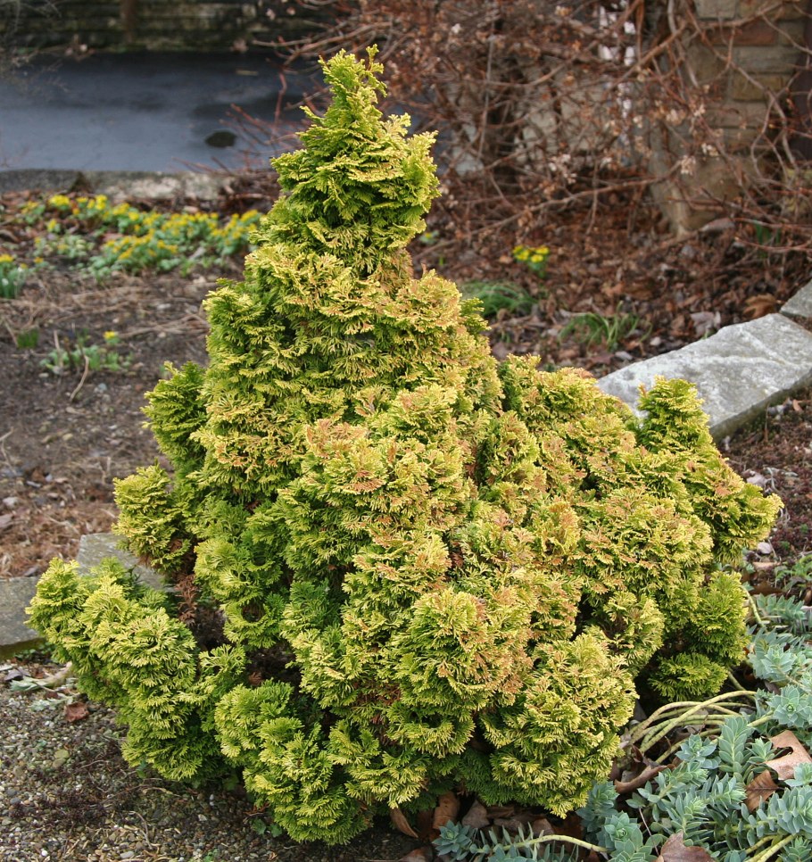 Кипарисовик(Chamaecyparis) Nana gracilis