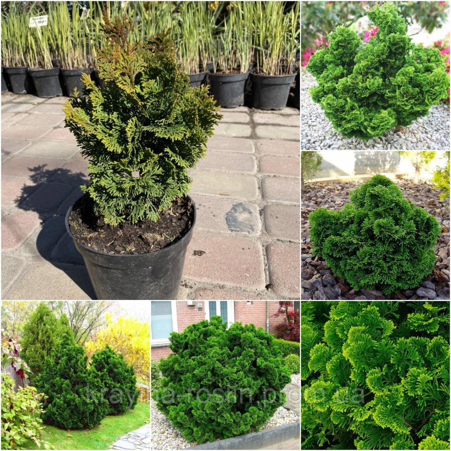 Кипарисовик Нана