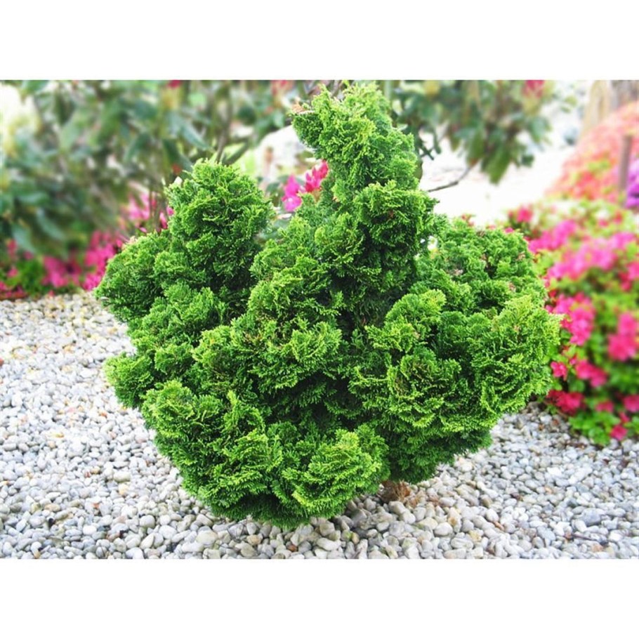 Кипарисовик тупой Нана Грацилис