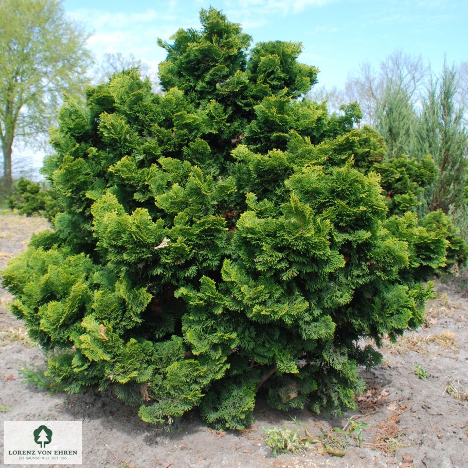 Chamaecyparis obtusa Nana gracilis