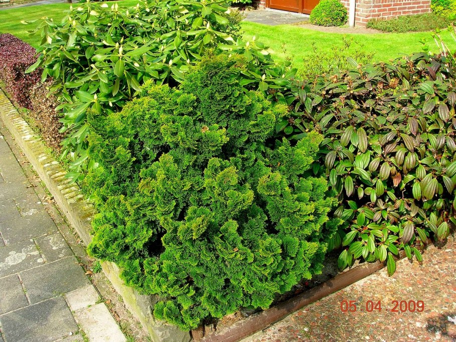 Кипарисовик Нана Грацилис