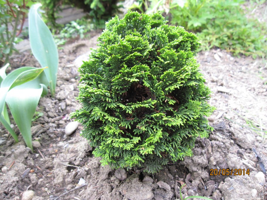 Кипарисовик туполистный Нана Грацилис