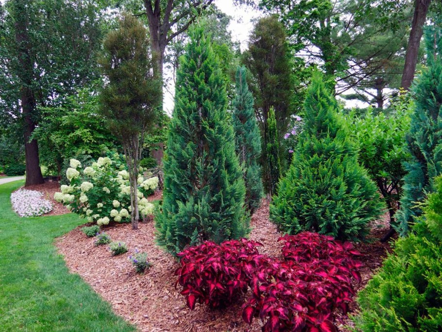 Клумба с кипарисовиком Лавсона