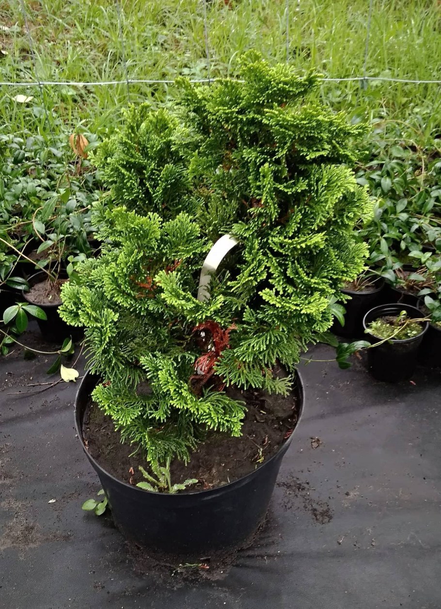 Кипарисовик тупой Nana gracilis