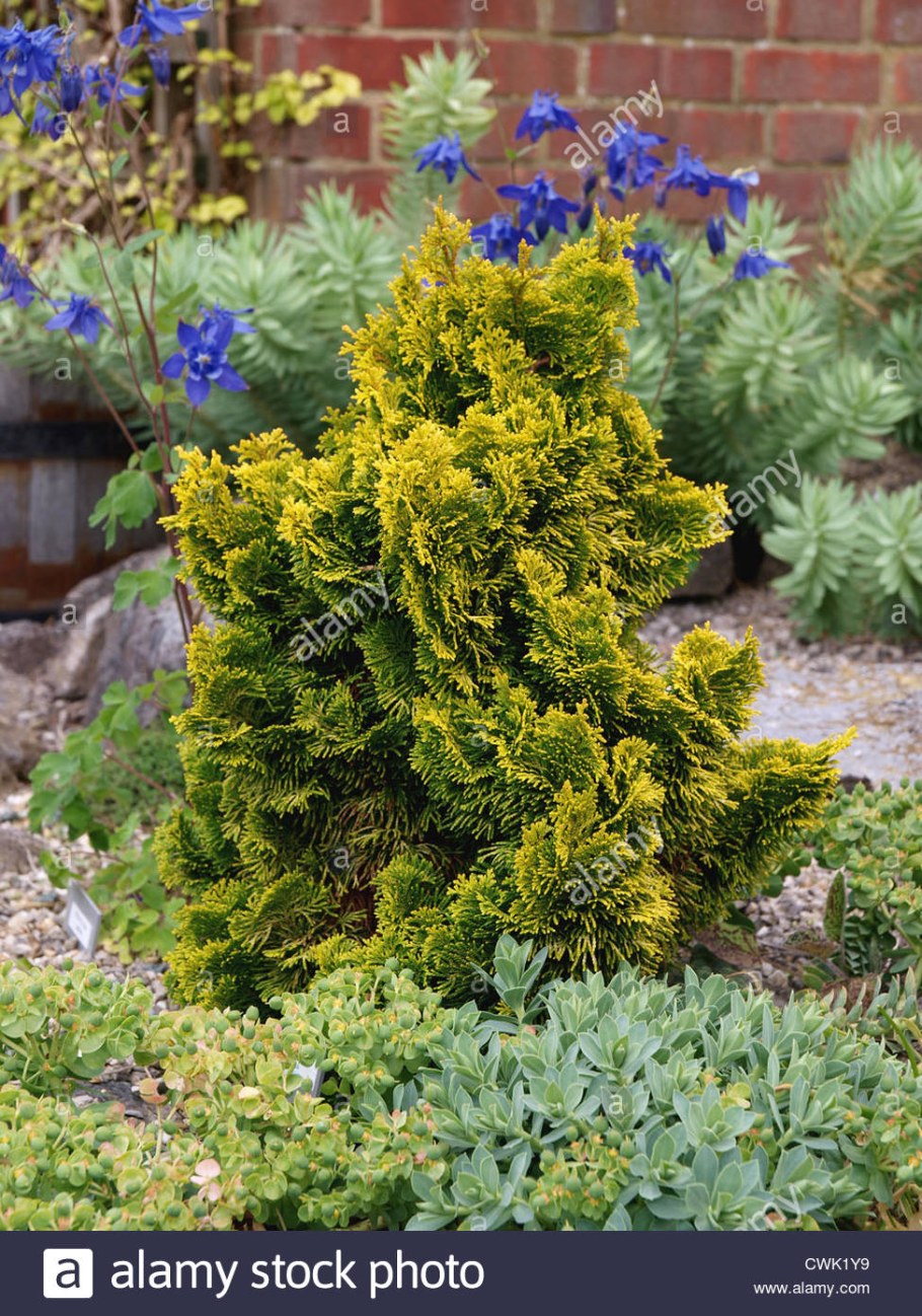 Драхт хвойник